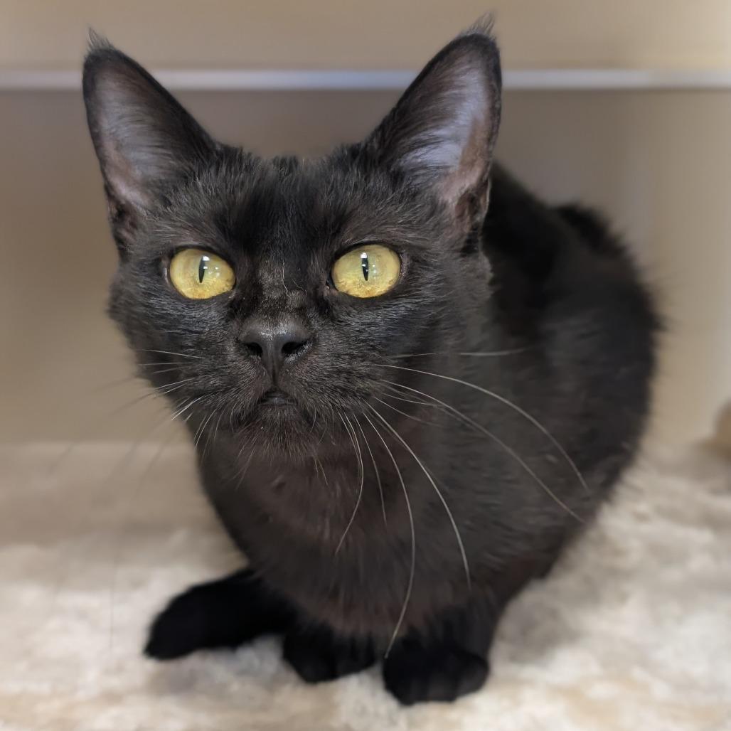 Sesame, a Adoptable Domestic Short Hair in Sonoma, CA image 4/6