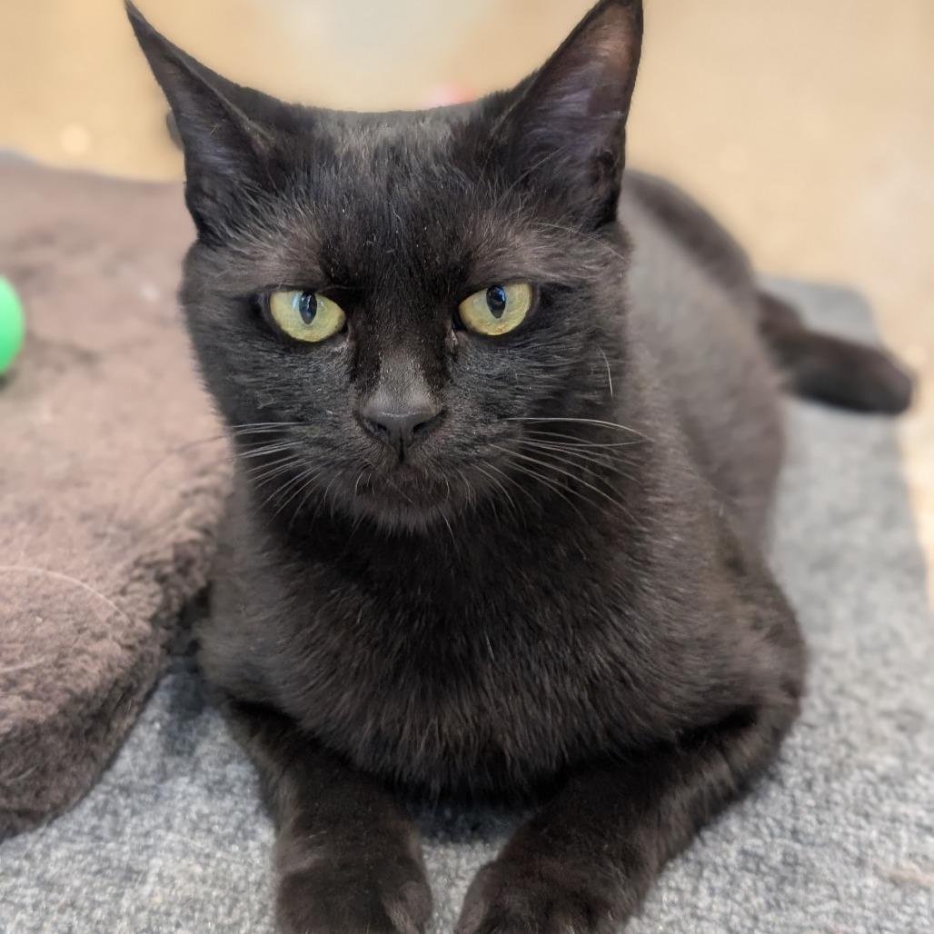 Sesame, a Adoptable Domestic Short Hair in Sonoma, CA image 5/6