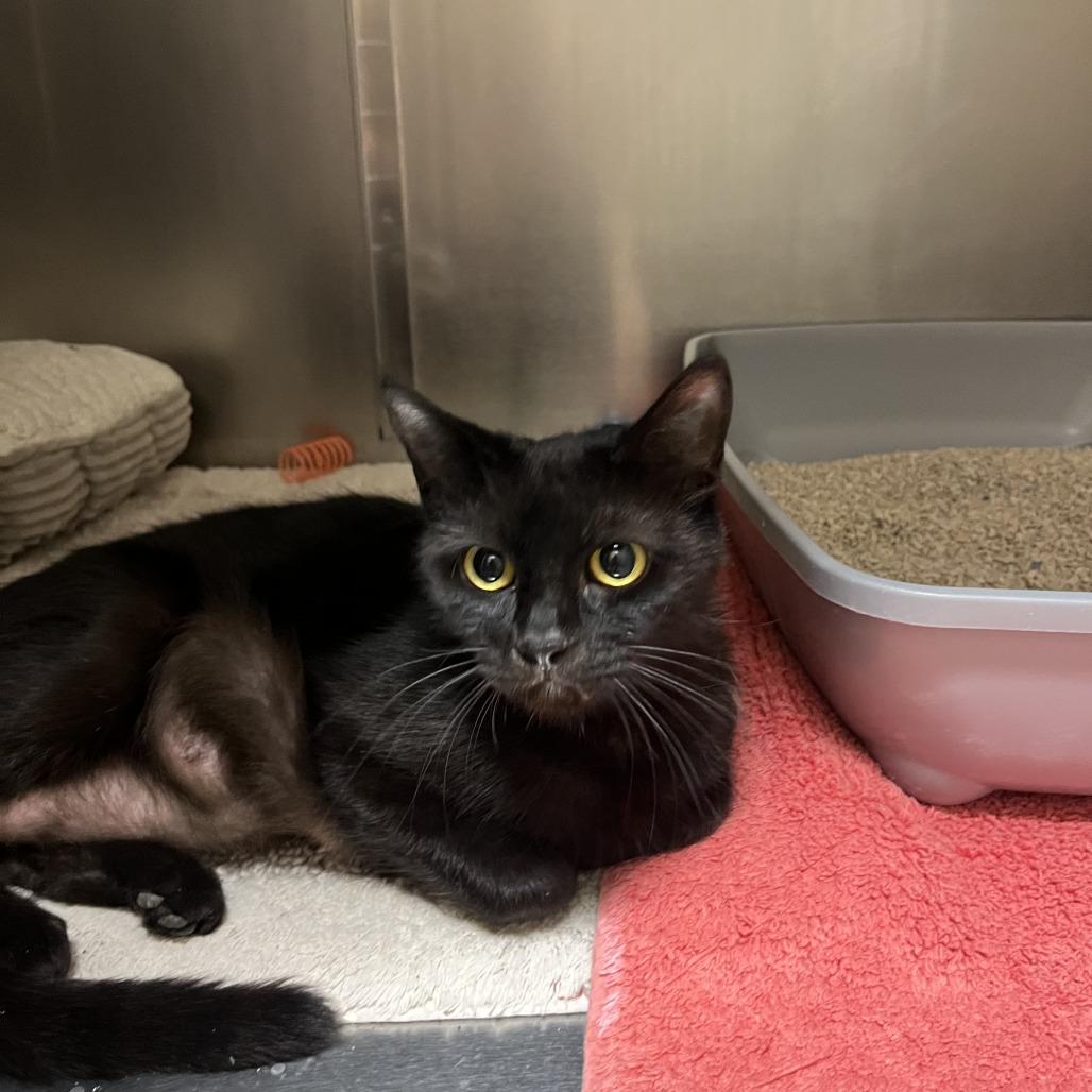 Sesame, a Adoptable Domestic Short Hair in Sonoma, CA image 2/2