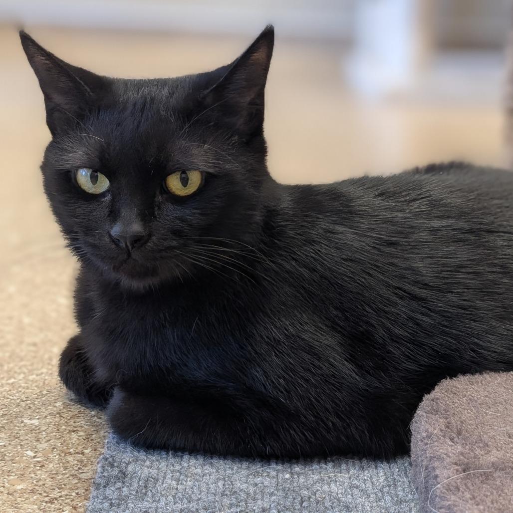 Sesame, a Adoptable Domestic Short Hair in Sonoma, CA image 6/6