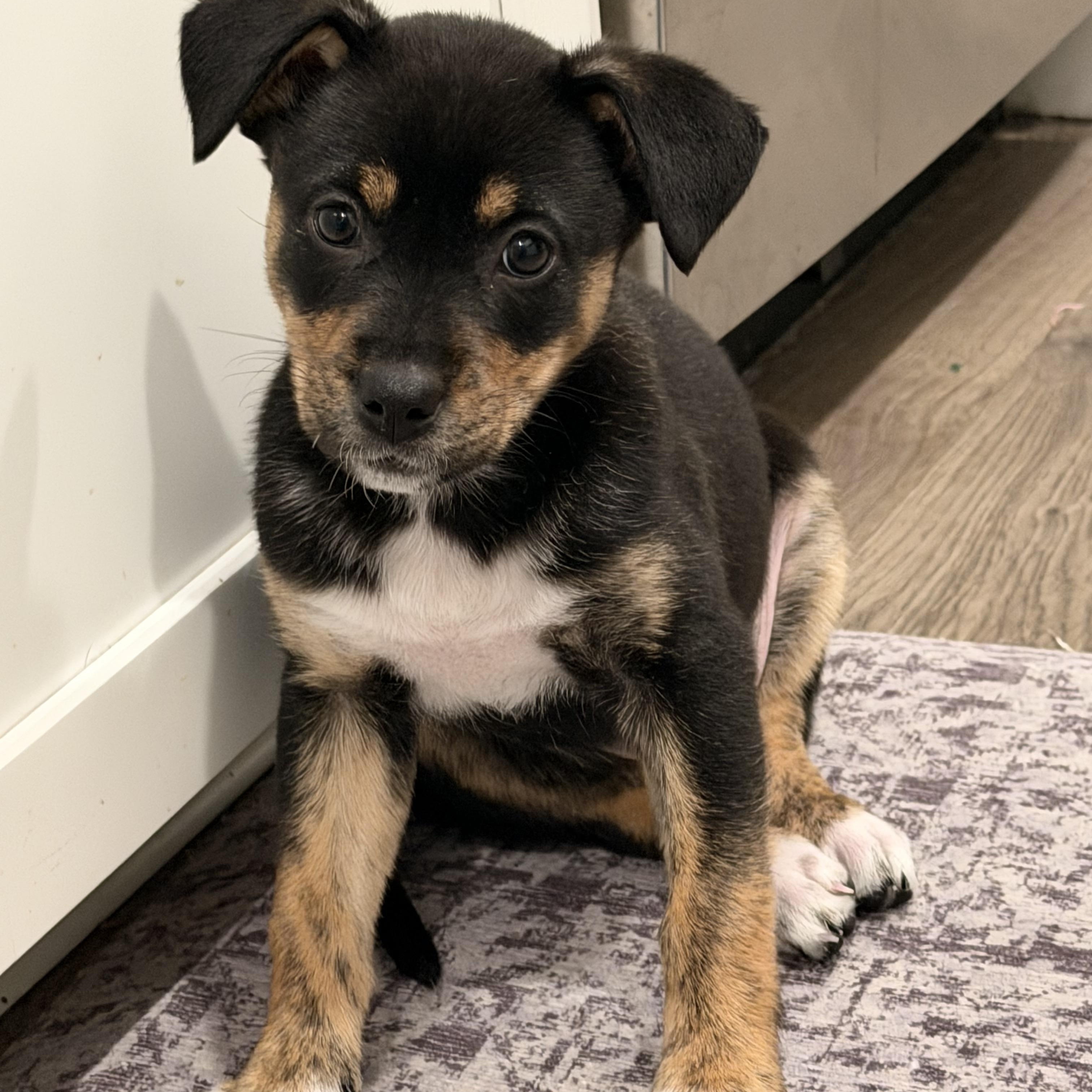 Zoe, adoptable, Puppy Female Chiweenie.