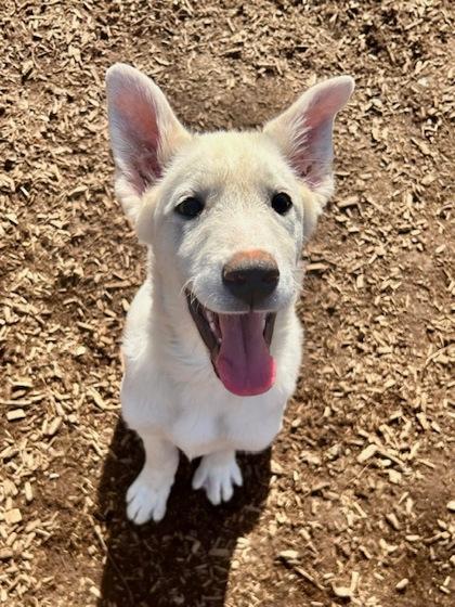 Sir Barks-a-Lot, Adoptable, Puppy Male Great Pyrenees & Mixed Breed.