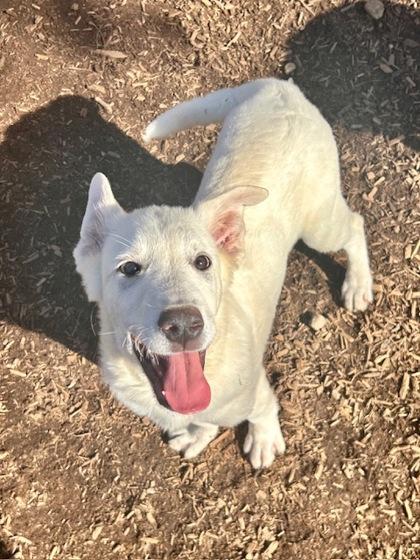 Sir Barks-a-Lot, a Adoptable mixed breed in Cumming, GA image 3/3