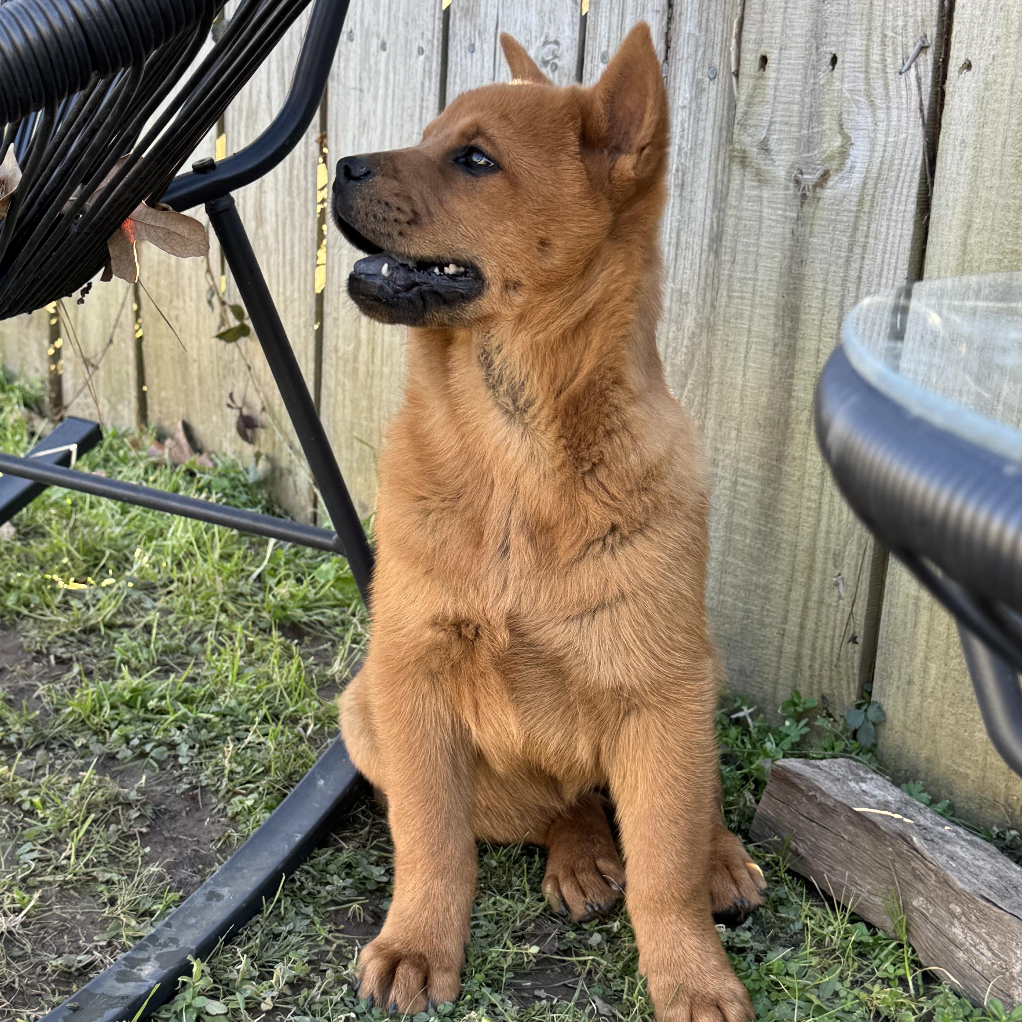 Enlarge Mochi, a Adoptable mixed breed in Toms River, NJ image 4/5