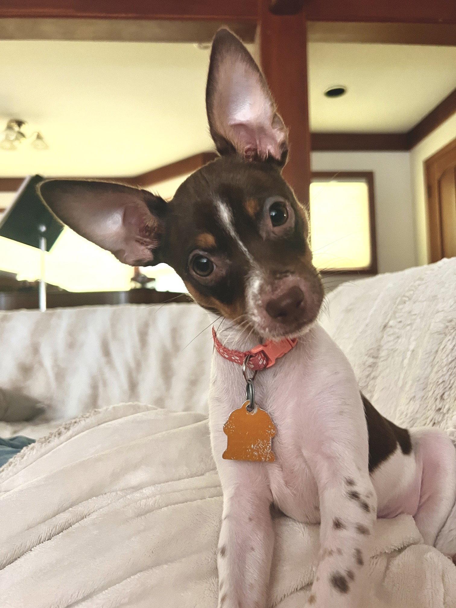 Billy, Adoptable, Young Male Chihuahua & Rat Terrier.