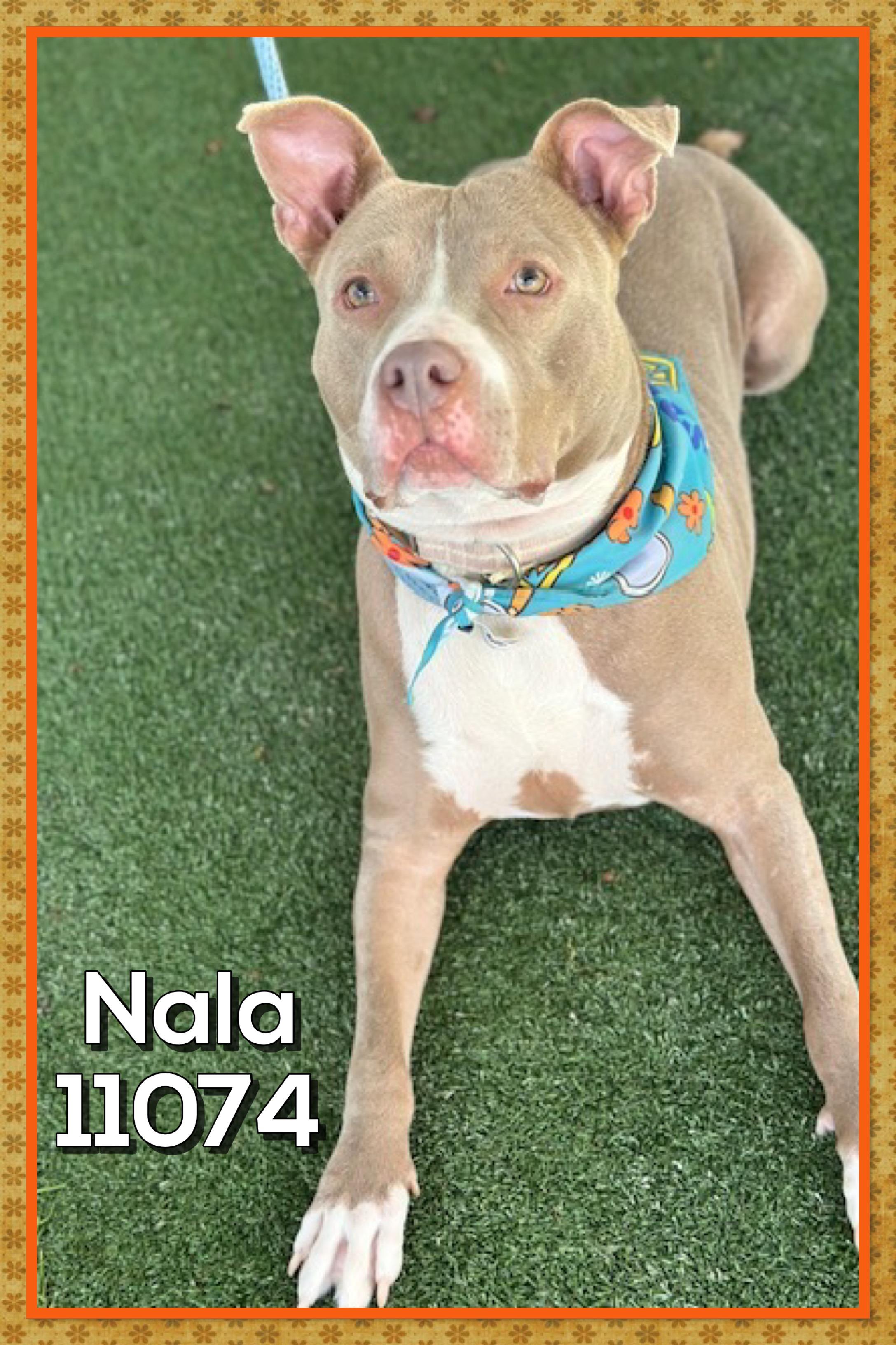 NALA, Adoptable, Adult Female Pit Bull Terrier.