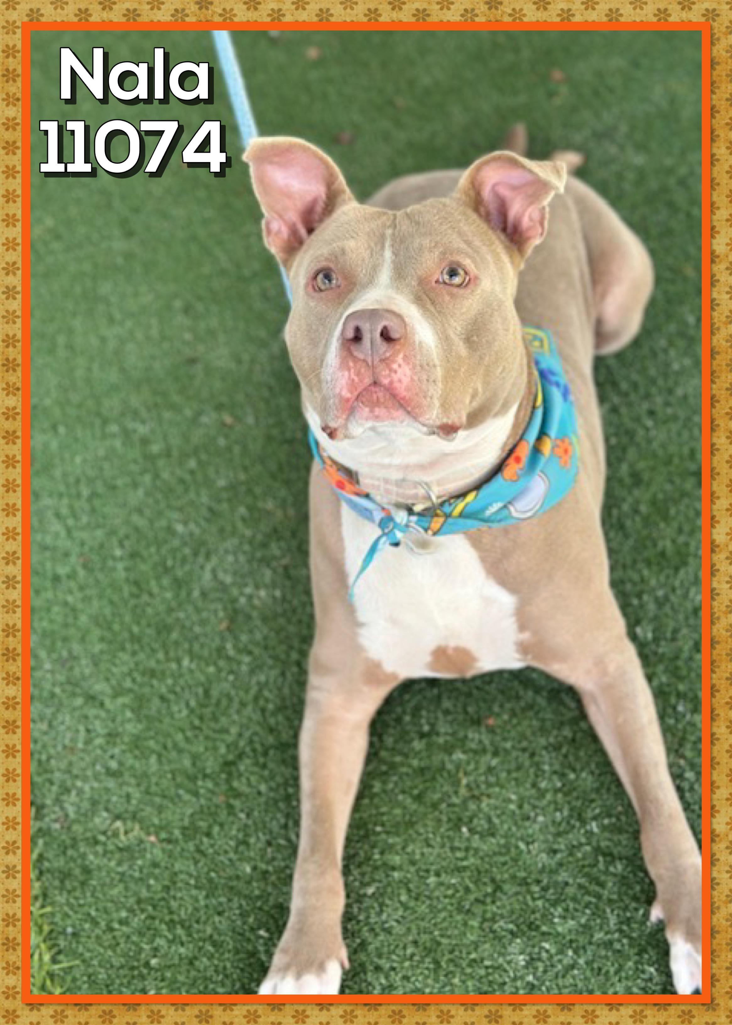 Enlarge NALA, a Adoptable mixed breed in Marietta, GA image 4/4