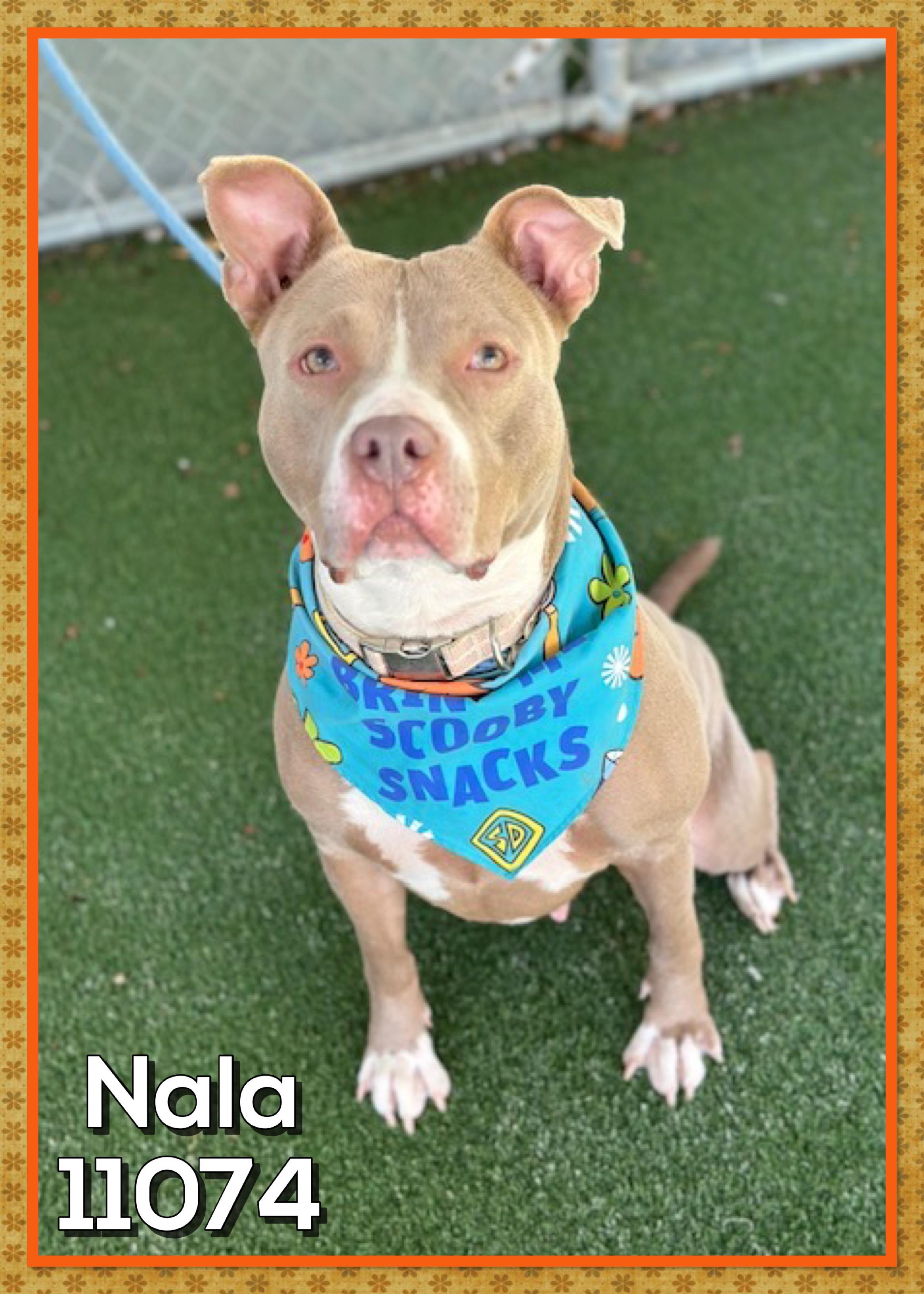 Enlarge NALA, a Adoptable mixed breed in Marietta, GA image 3/4