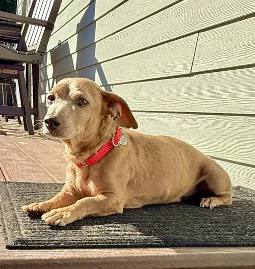 Enlarge Hugo, a Adoptable mixed breed in St. Paul, MN image 2/5