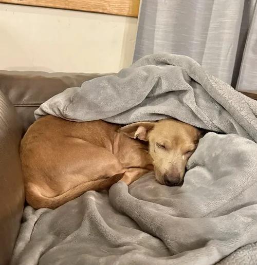 Enlarge Hugo, a Adoptable mixed breed in St. Paul, MN image 5/5