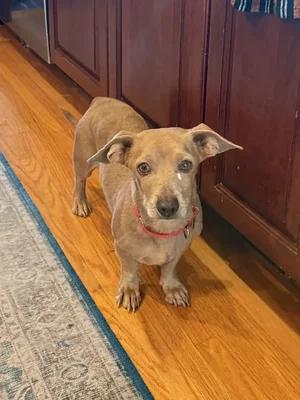Hugo, Adoptable, Senior Male Miniature Dachshund & Chihuahua.
