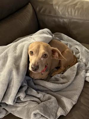 Enlarge Hugo, a Adoptable mixed breed in St. Paul, MN image 4/5