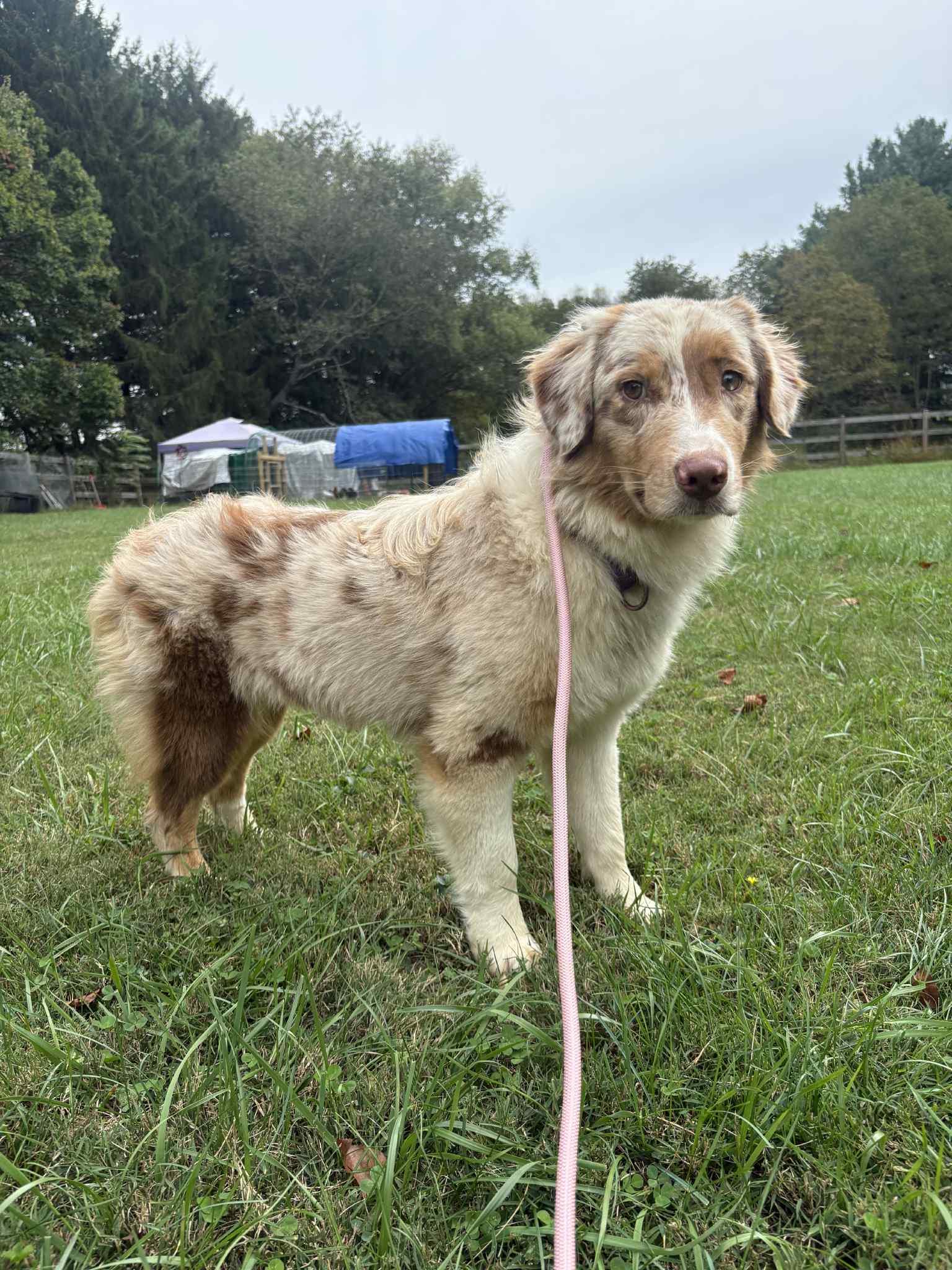 Enlarge Paris, a Adoptable Australian Shepherd in Chestertown, MD image 1/1