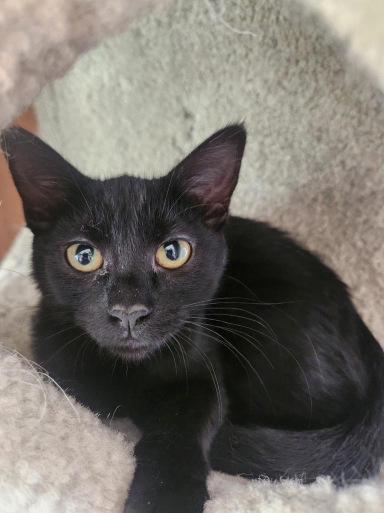 Enlarge Espresso / Genevieve, a Adoptable mixed breed in Minneapolis, MN image 1/6