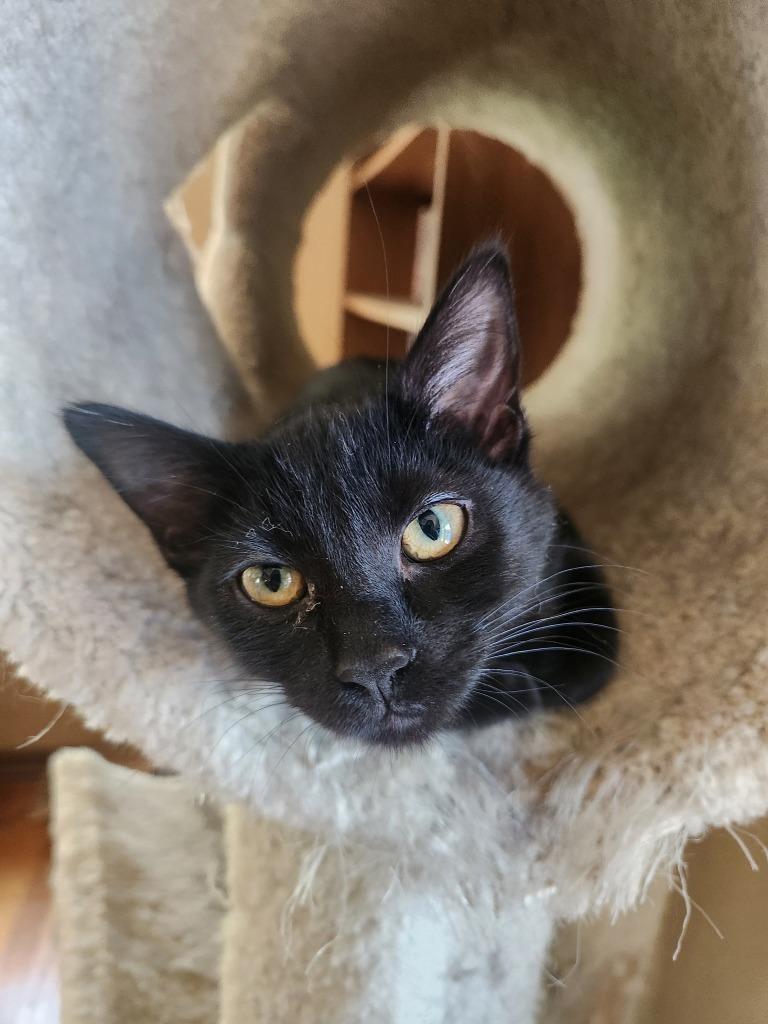 Enlarge Espresso / Genevieve, a Adoptable mixed breed in Minneapolis, MN image 2/6