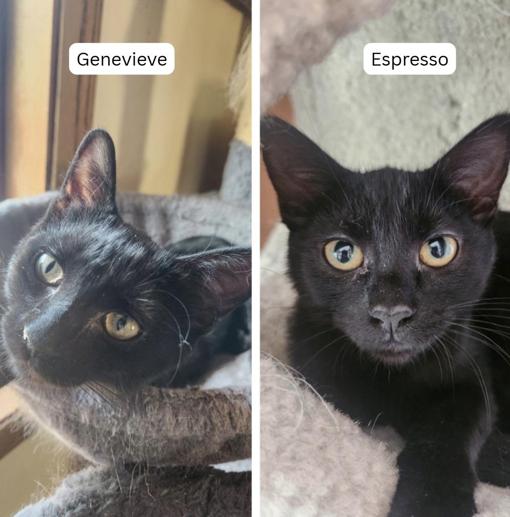 Enlarge Espresso / Genevieve, a Adoptable mixed breed in Minneapolis, MN image 5/6