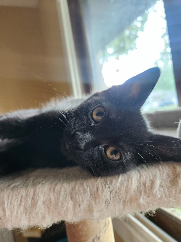 Enlarge Espresso / Genevieve, a Adoptable mixed breed in Minneapolis, MN image 6/6