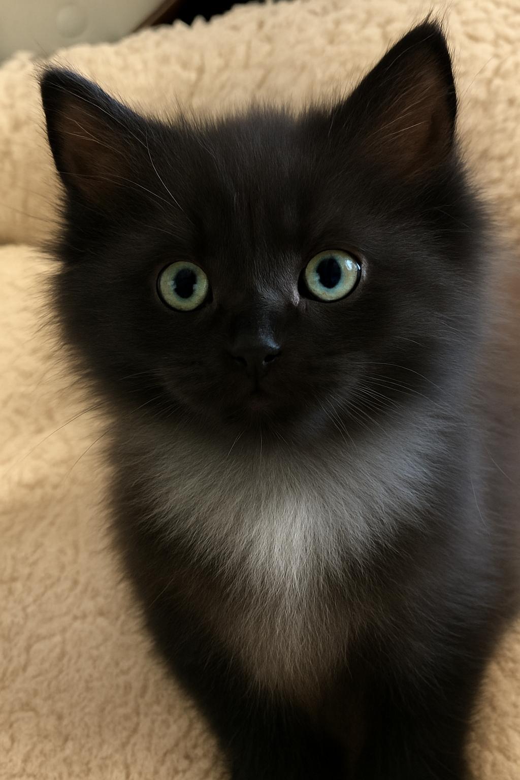 Winnie, Adopted, Kitten Female Domestic Long Hair.