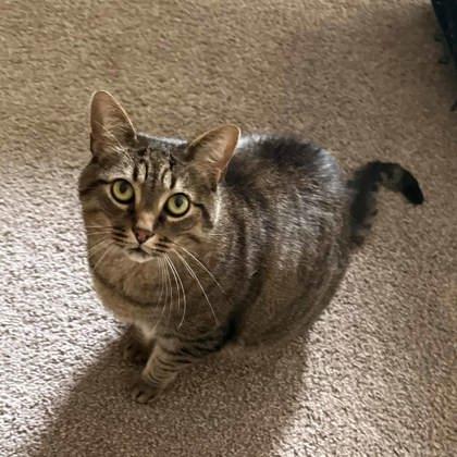 Tobey, Adoptable, Adult Male Domestic Short Hair.