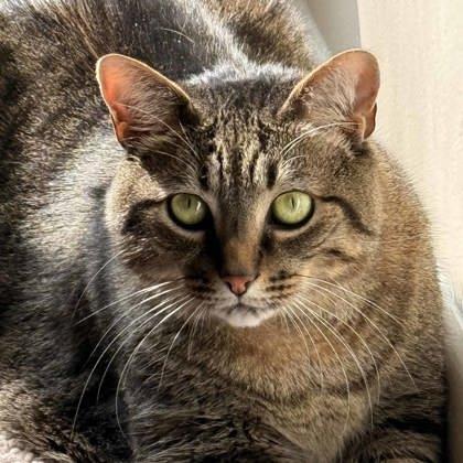 Enlarge Tobey, a Adoptable mixed breed in Atlanta, GA image 2/3