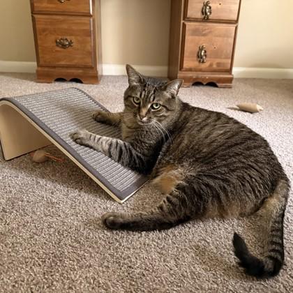 Enlarge Tobey, a Adoptable mixed breed in Atlanta, GA image 3/3