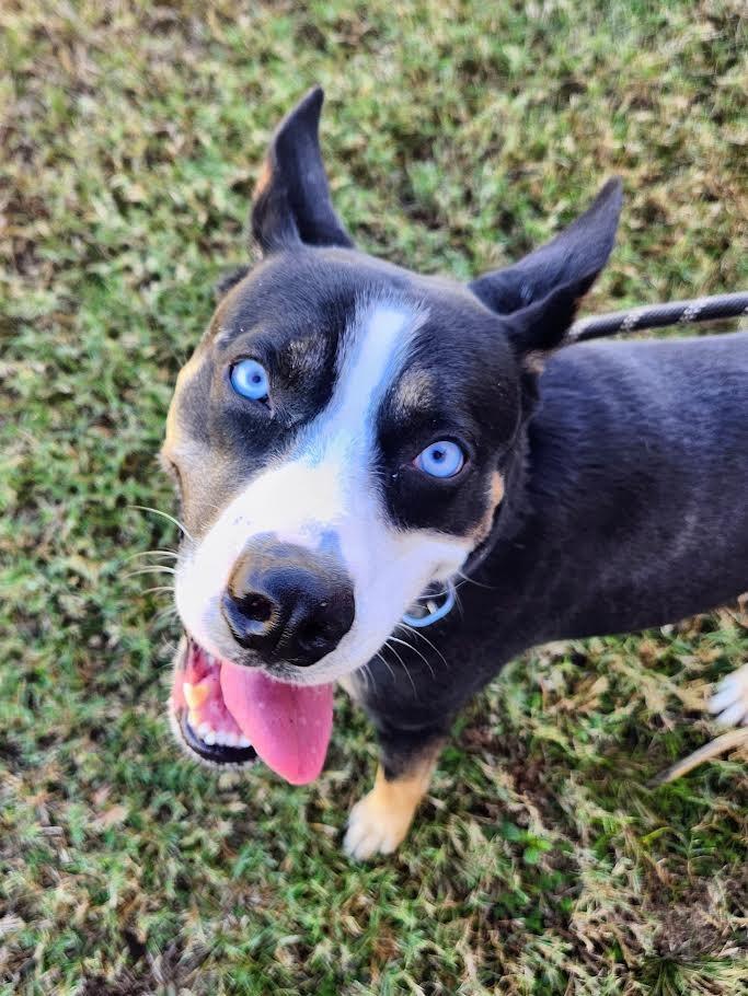 Sunka, a Adoptable Cattle Dog in New Braunfels, TX image 1/6