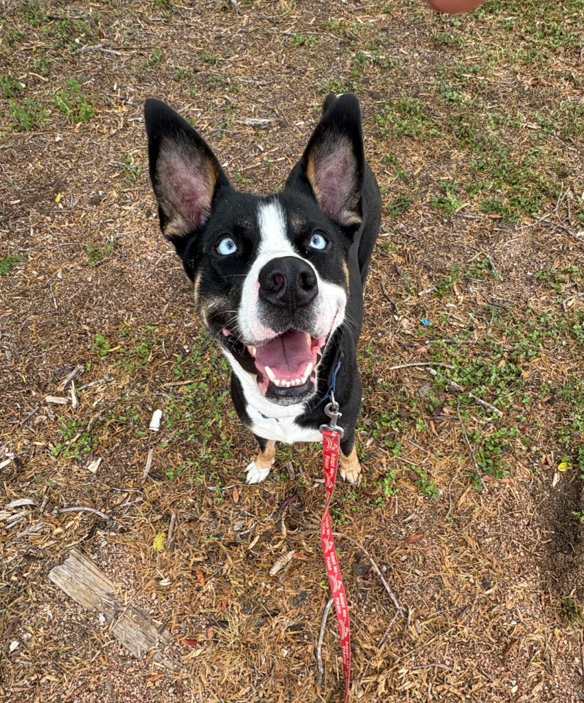 Sunka, a Adoptable Cattle Dog in New Braunfels, TX image 2/6