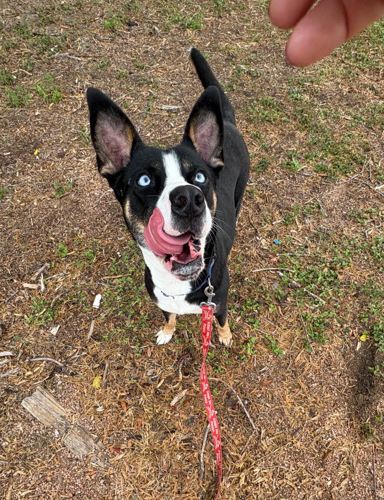 Sunka, a Adoptable Cattle Dog in New Braunfels, TX image 3/6