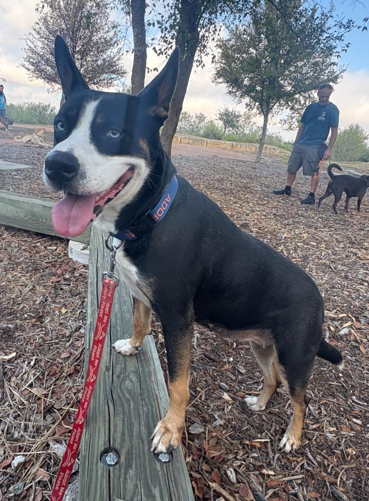 Sunka, a Adoptable Cattle Dog in New Braunfels, TX image 4/6
