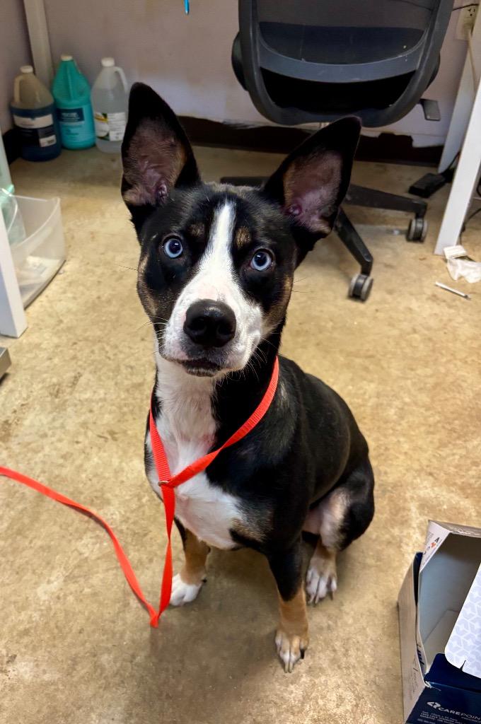 Sunka, a Adoptable Cattle Dog in New Braunfels, TX image 5/6