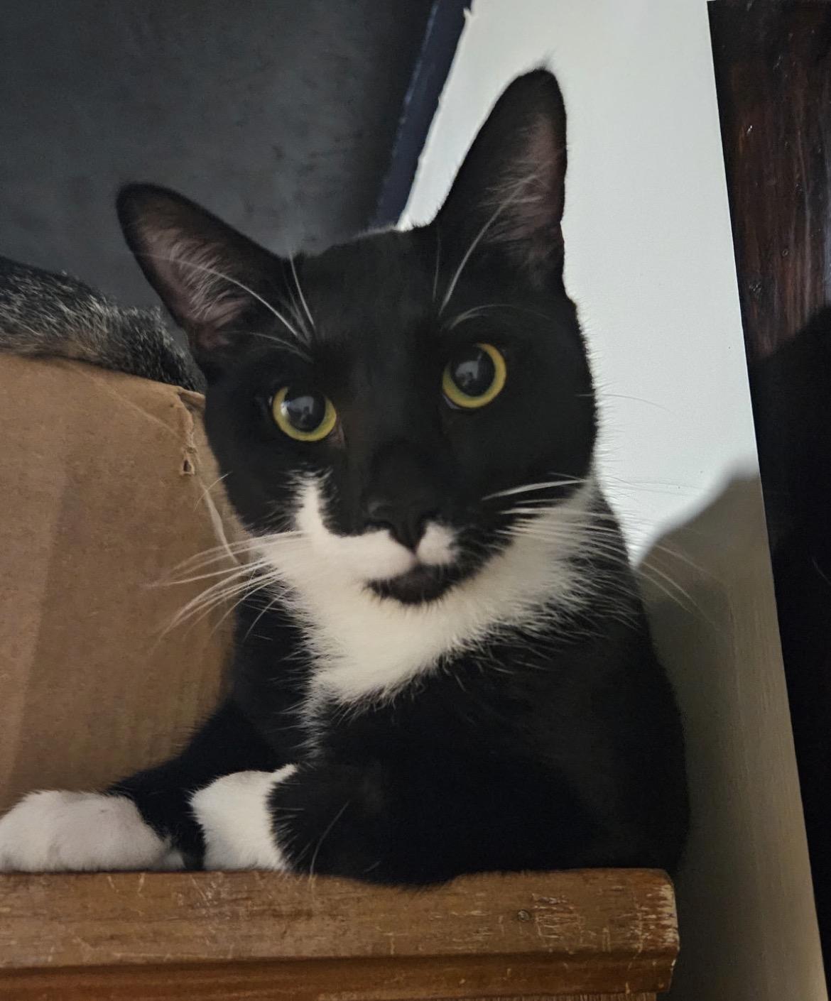 ROCKHOPPER ~ “ROCKY”, Adoptable, Young Male Domestic Short Hair.