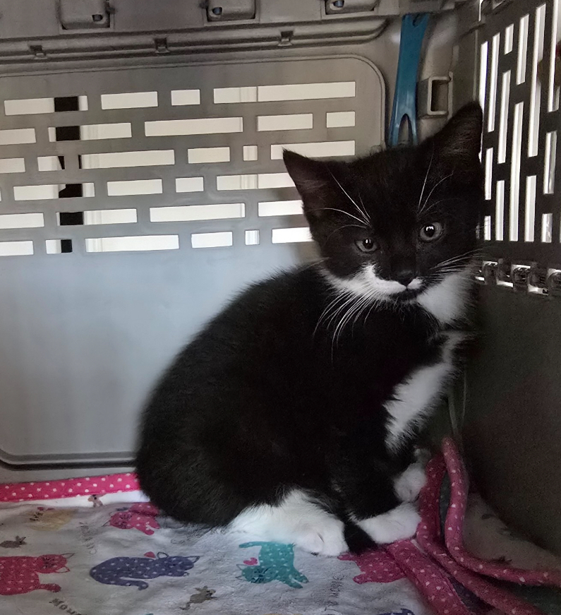 Cat for adoption ROCKHOPPER, a Domestic Short Hair in Spotswood, NJ