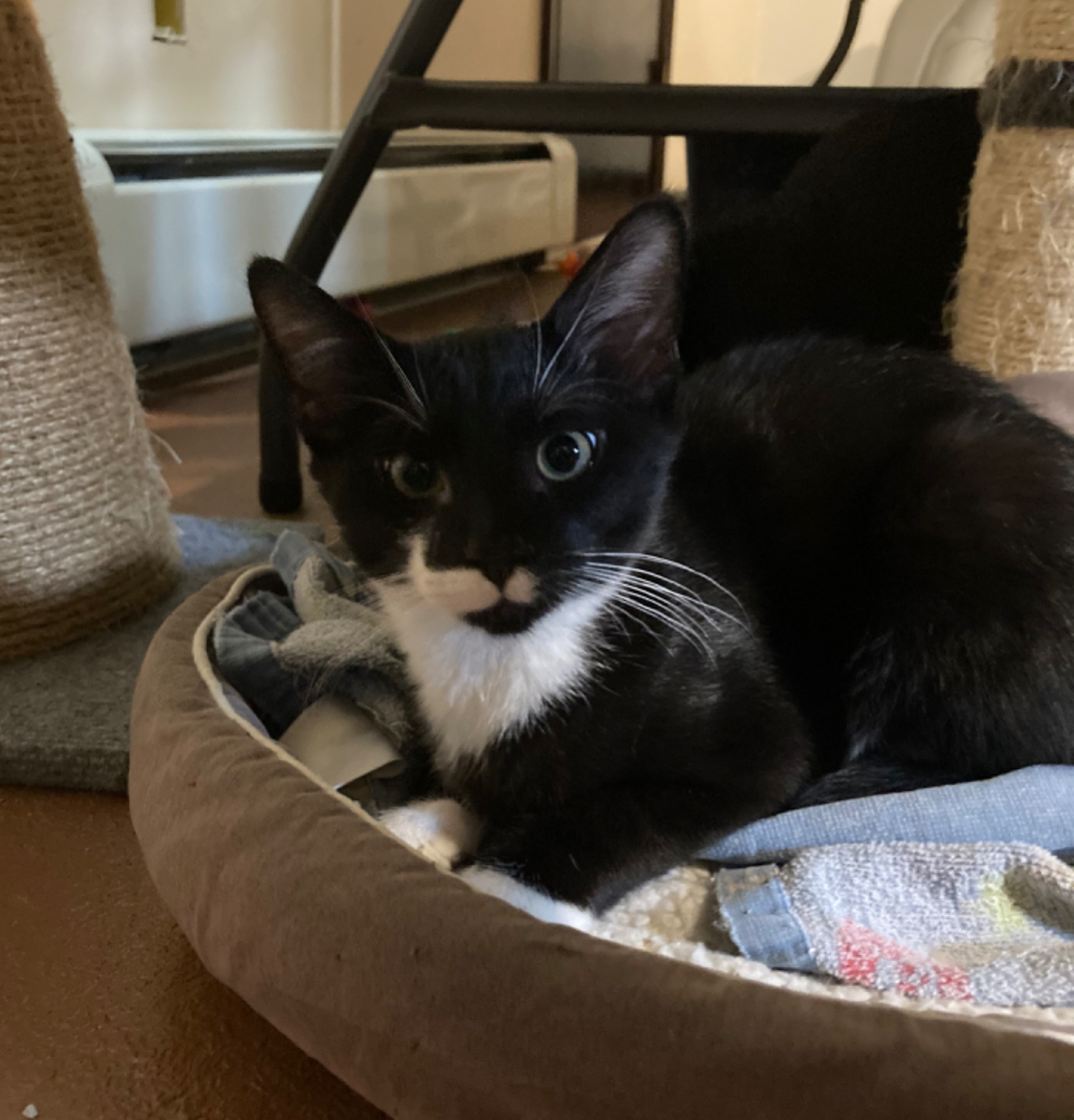 ROCKHOPPER ~ “ROCKY”, a Adoptable Domestic Short Hair in Spotswood, NJ image 1/3