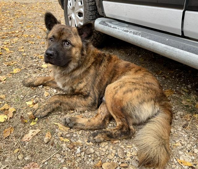 "Puppy Bear", adopted, Adult Male Chow Chow & Shepherd.