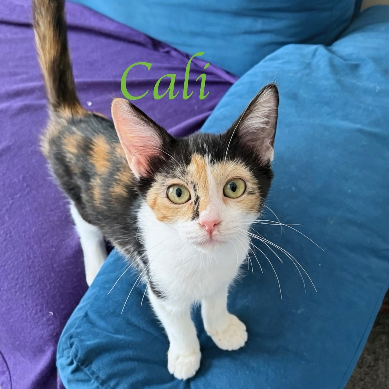 Enlarge Cali...I have a soft as silk coat, an adopted mixed breed in Murfreesboro, TN image 1/1