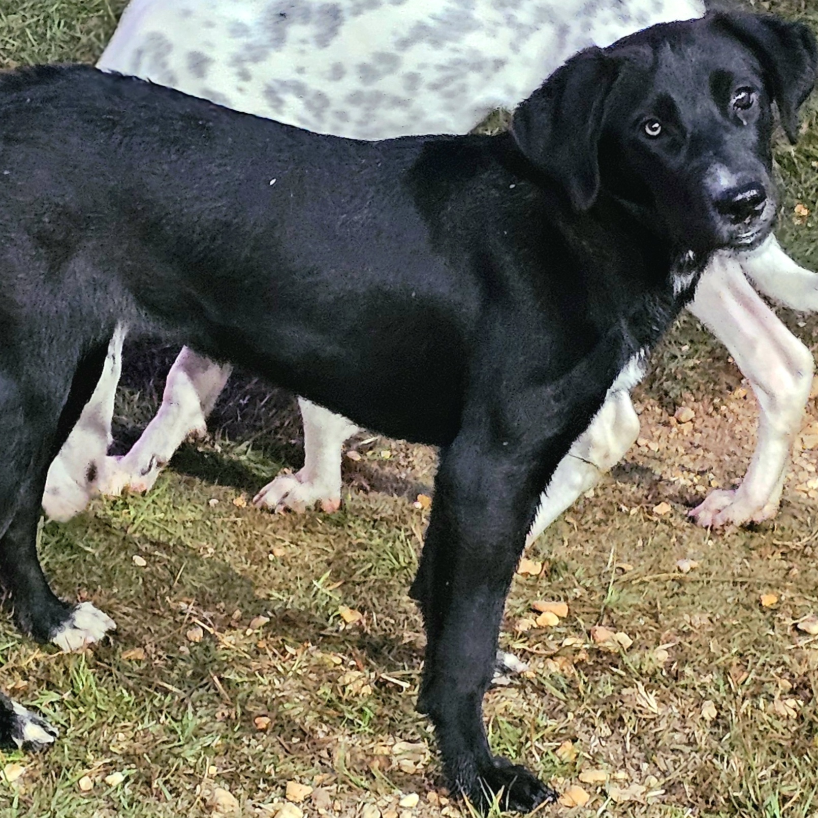 Bindi, a Adoptable mixed breed in Willington, CT image 4/4