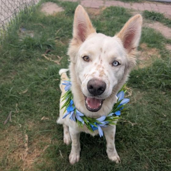 Charlie, ADOPTABLE, Adult Male Australian Shepherd.