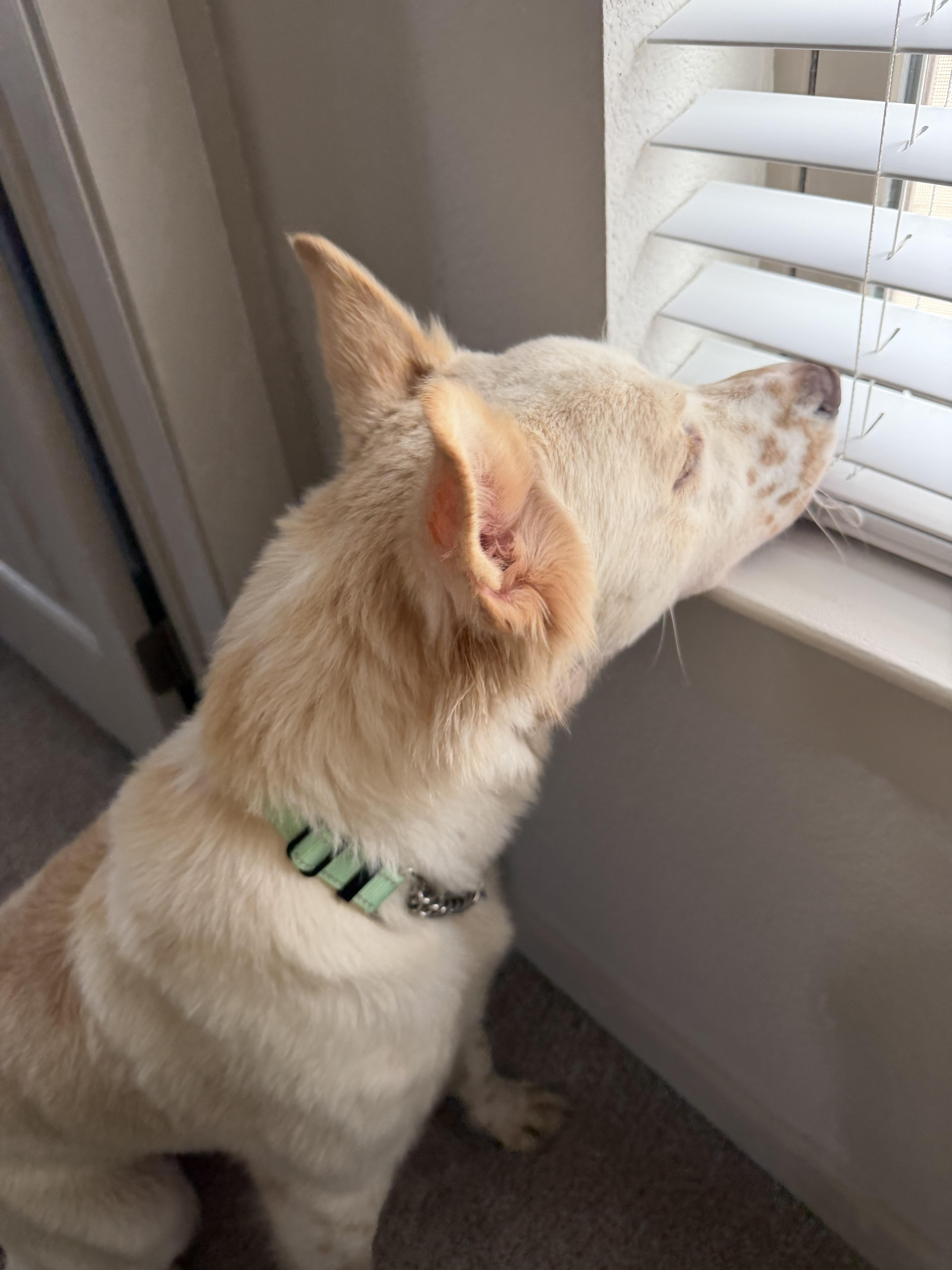 Enlarge Charlie, a ADOPTABLE mixed breed in Fort Collins, CO image 5/5