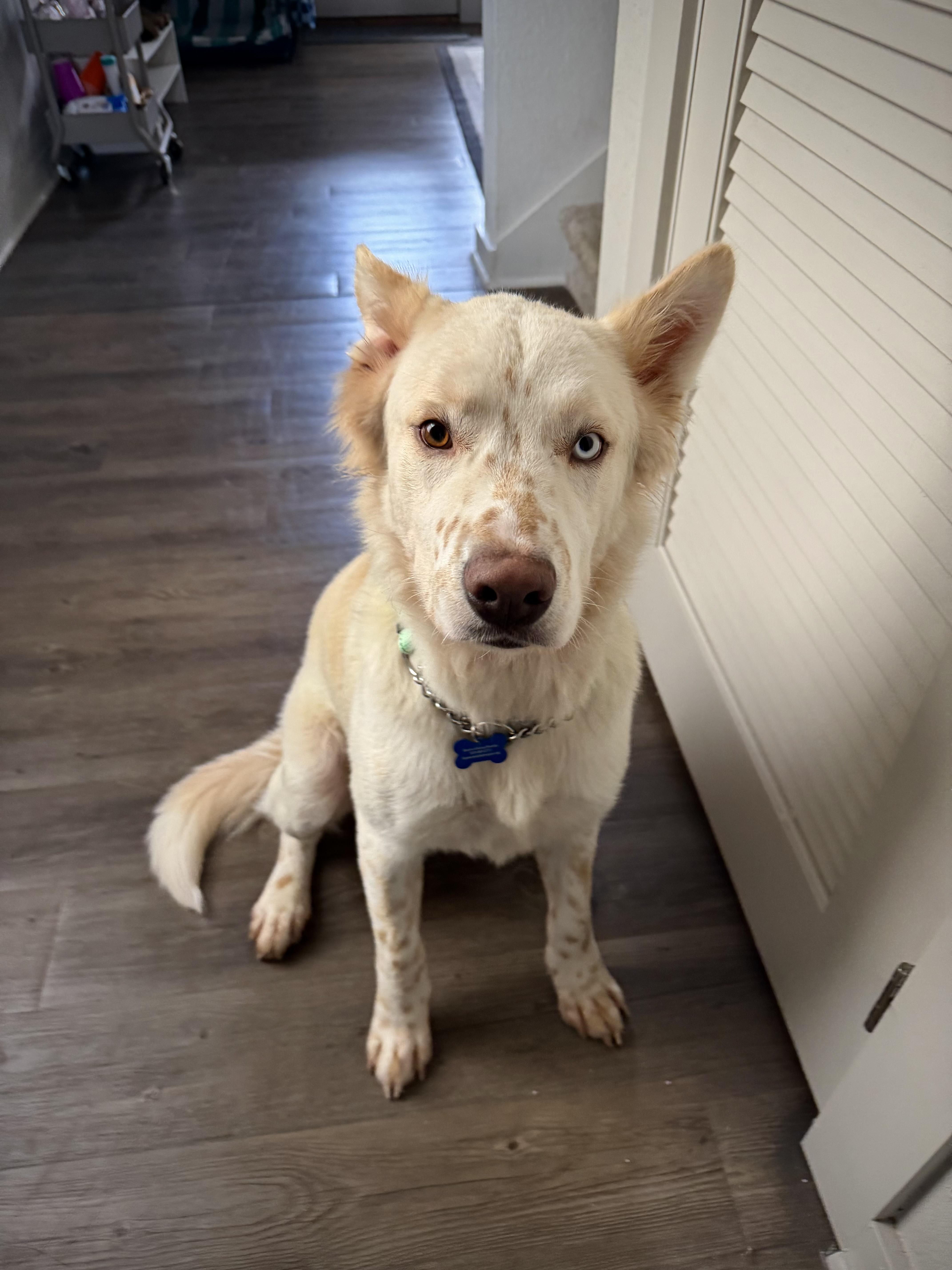 Enlarge Charlie, a ADOPTABLE mixed breed in Fort Collins, CO image 2/5