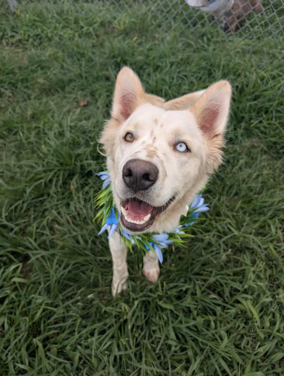 Enlarge Charlie, a ADOPTABLE mixed breed in Fort Collins, CO image 3/5