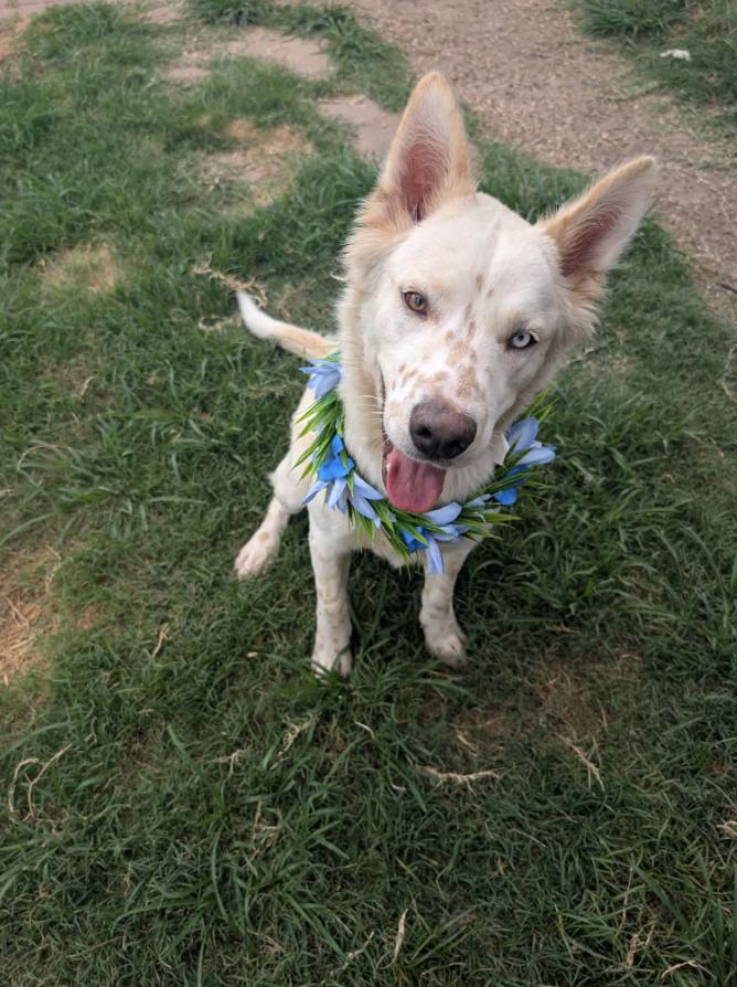 Enlarge Charlie, a ADOPTABLE mixed breed in Fort Collins, CO image 4/5