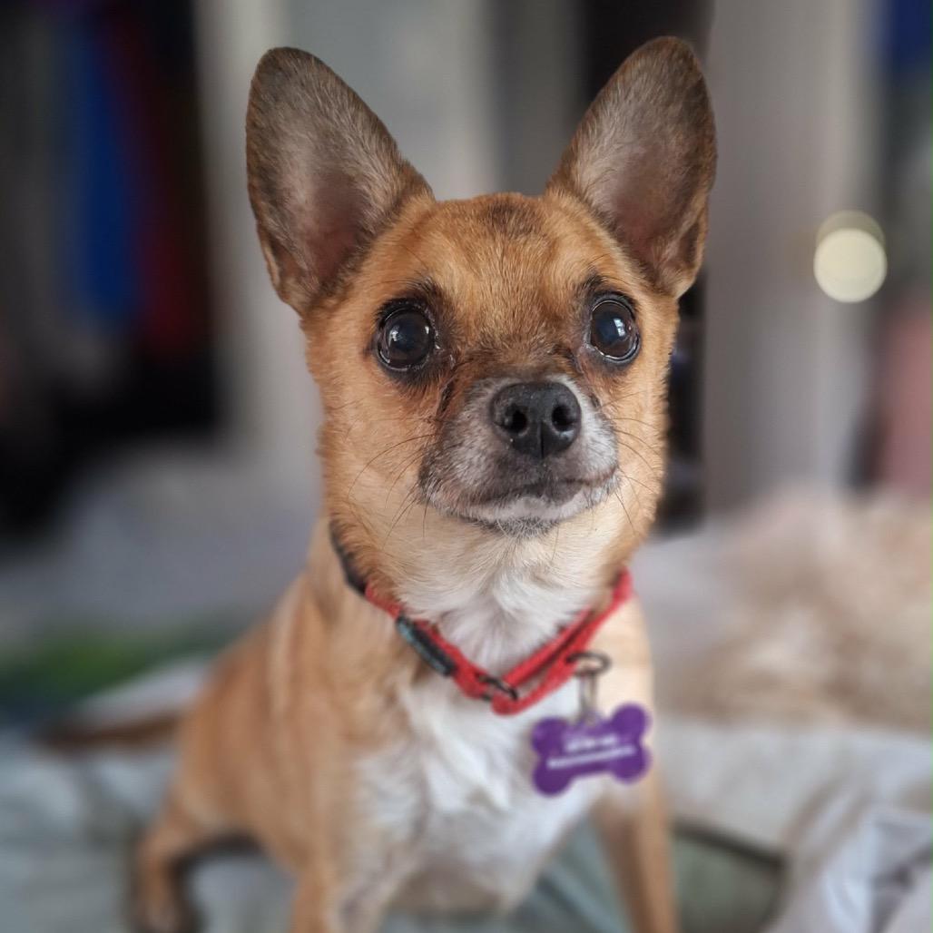 Guy Furrieri, a Adoptable Chihuahua in Hudson, IL image 1/5