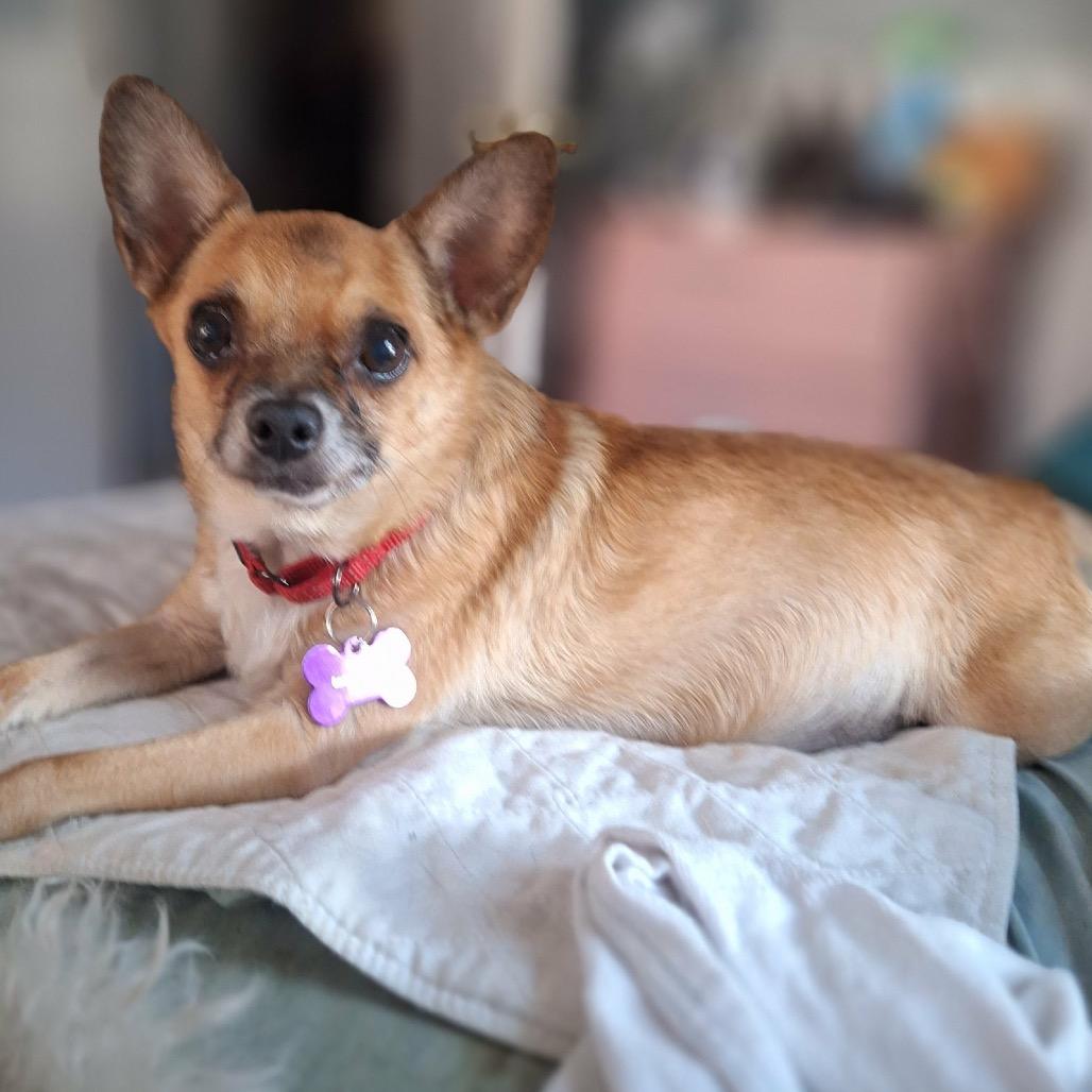 Guy Furrieri, a Adoptable Chihuahua in Hudson, IL image 3/5