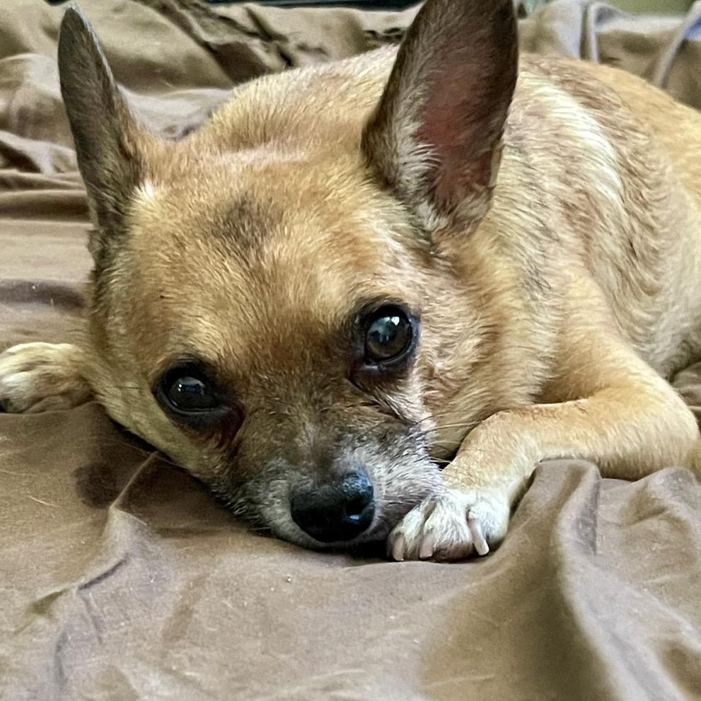 Guy Furrieri, a Adoptable Chihuahua in Hudson, IL image 4/5