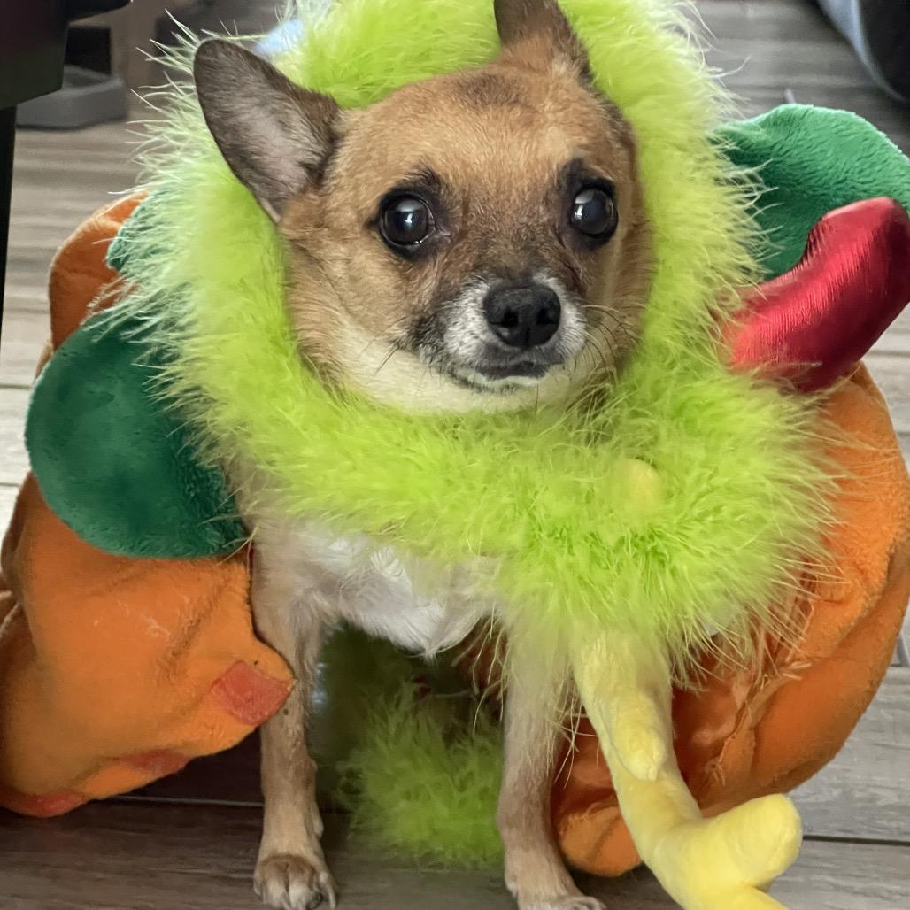 Guy Furrieri, Adoptable, Adult Male Chihuahua.