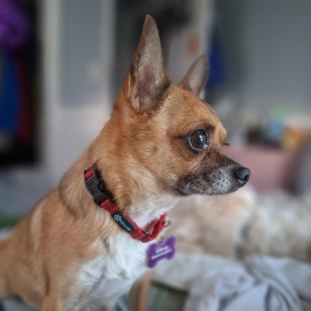 Guy Furrieri, a Adoptable Chihuahua in Hudson, IL image 5/5