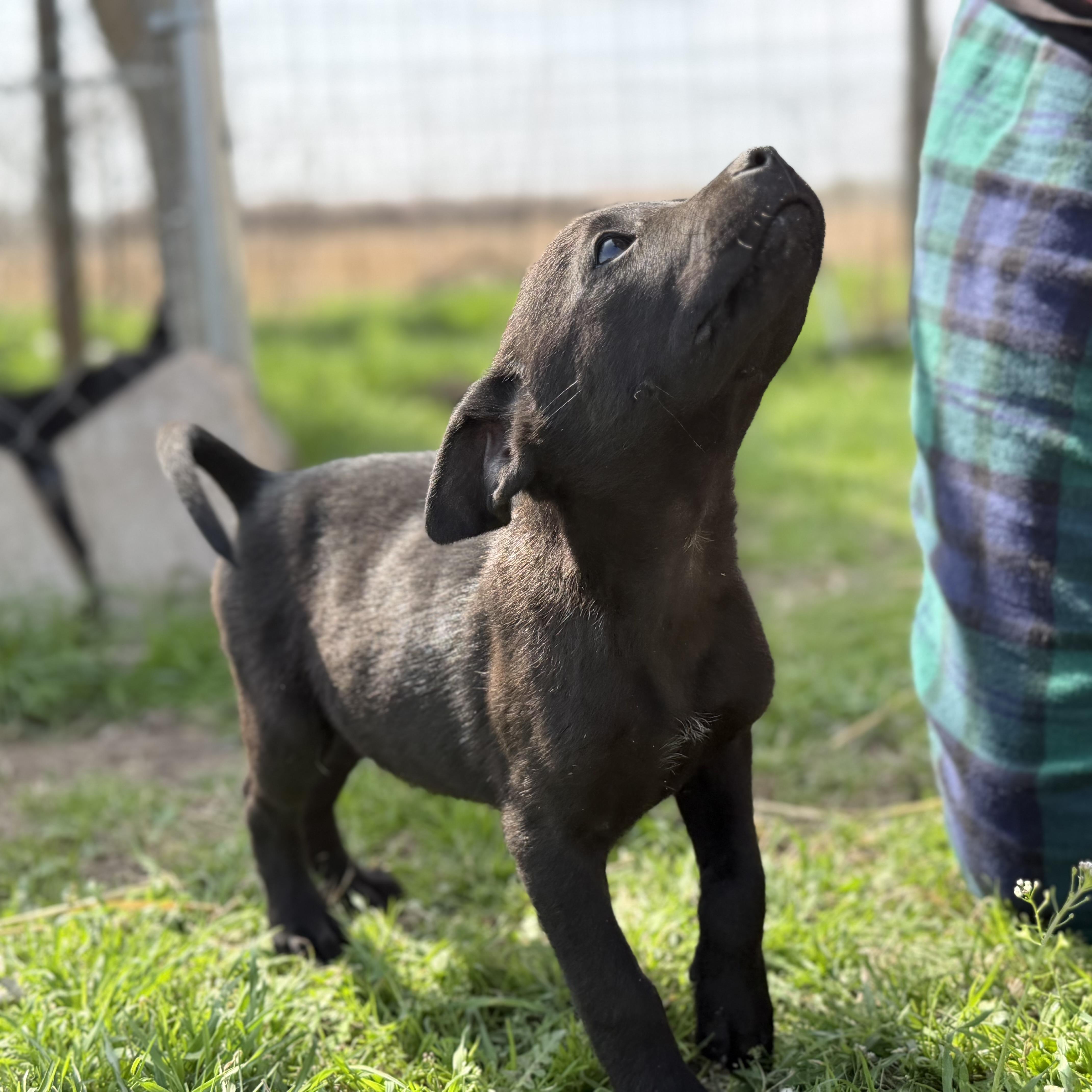 Scorpio — thumbnail 2