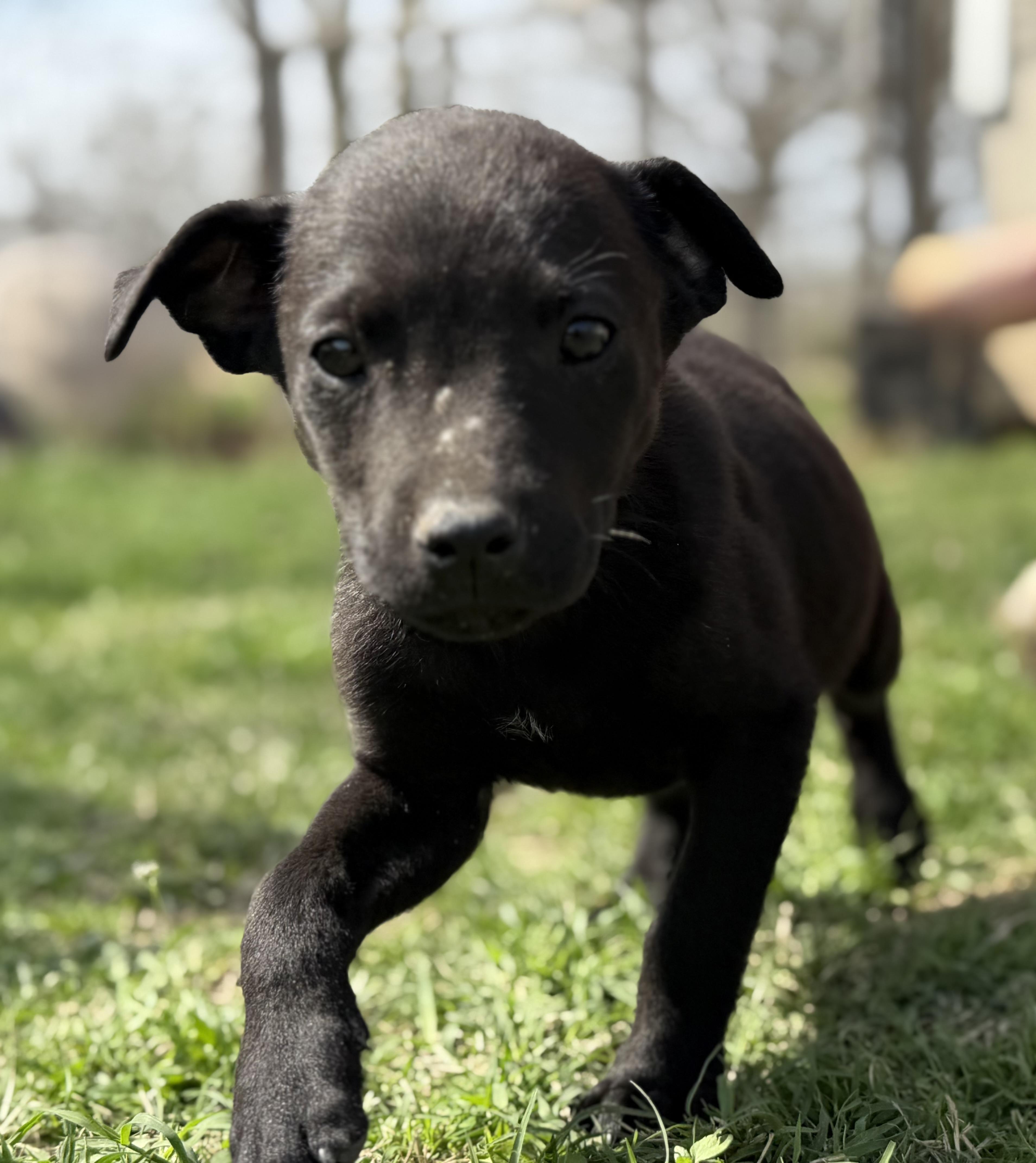 Scorpio — thumbnail 5