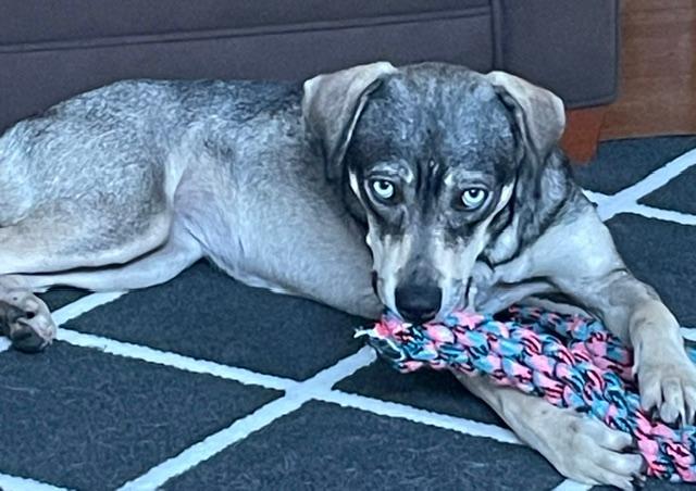 Enlarge Zuli, a Adopted mixed breed in Albion, NY image 1/6