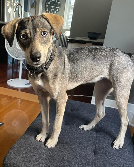 Enlarge Zuli, a Adopted mixed breed in Albion, NY image 6/6